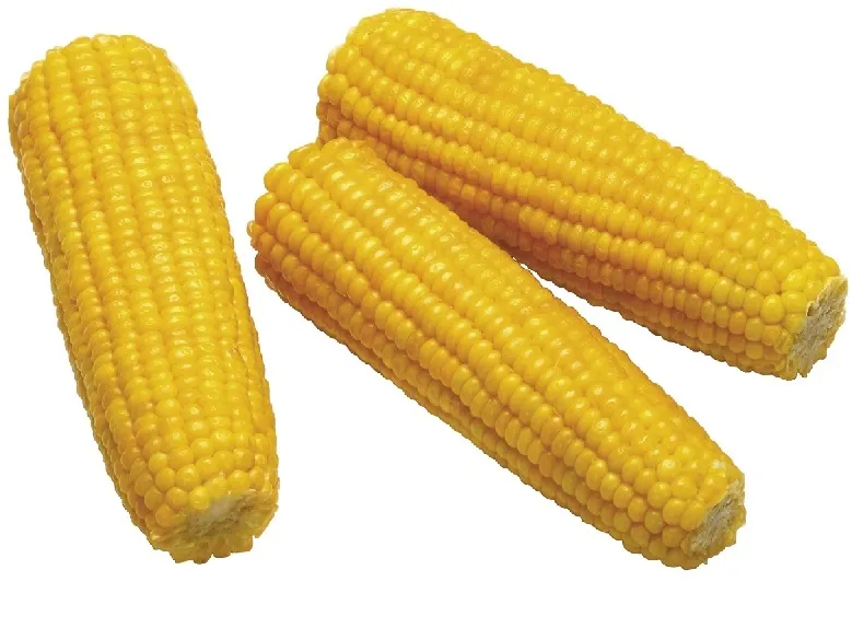 Kukuřičný klas mražený 2,5kg